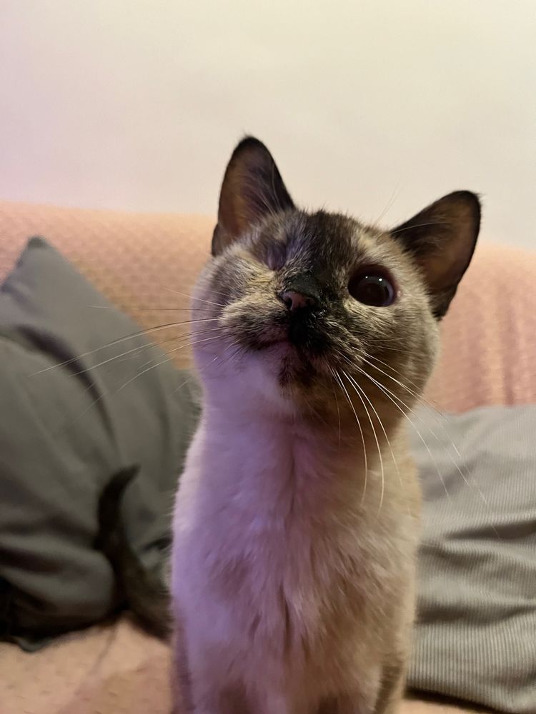 Imagem de uma gata que tem apenas um olho. Ela tem manchinhas no nariz e nas orelhas e está sentada em cima do sofá com uma carinha fofa.