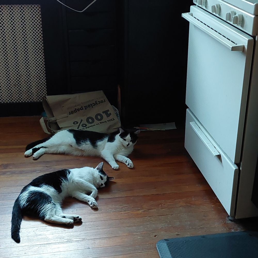 Two cow pattern cats on the floor in front of a blistering hot oven in summer... because cats