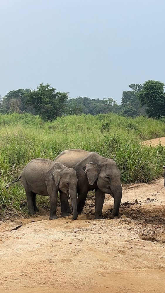 Two Asian elephants eating mud in Kaudulla National park, Sri Lanka