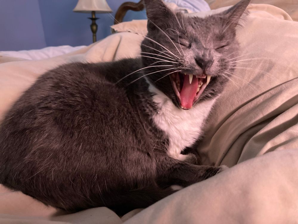 a grey cat yawning