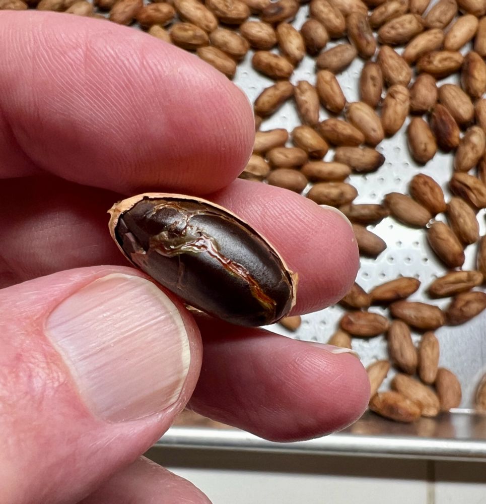 The lucky author holds a single, roasted cacao bean with 1/2 the shell removed so we can see the pure chocolate inside. Behind his hand is a roasting tray filled with beans. 

The smell. THE SMELL. 