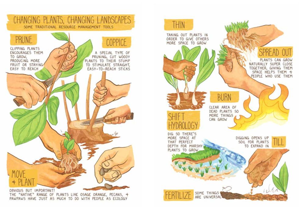 a page displaying different methods of plant alteration done by gatherer societies on wild plants