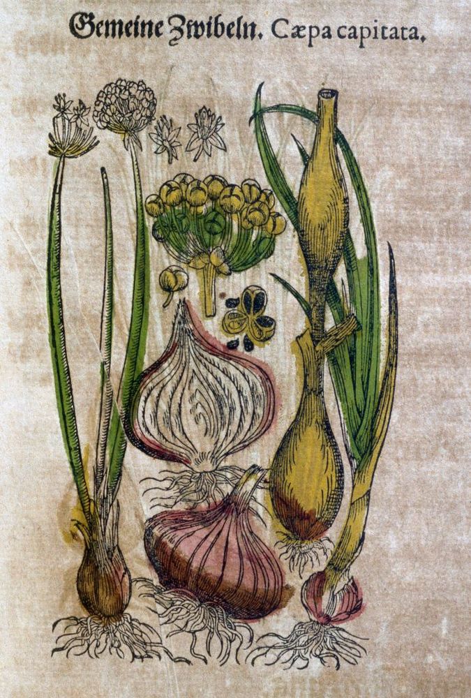 a illustration of our standard kitchen onion, Allium cepa, from 1586. Handcolored engraving