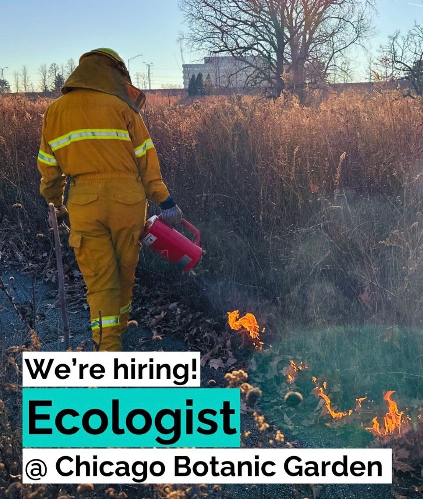 We’re hiring! Ecologist at Chicago Botanic Garden

Picture depicts someone managing a controlled prairie burn