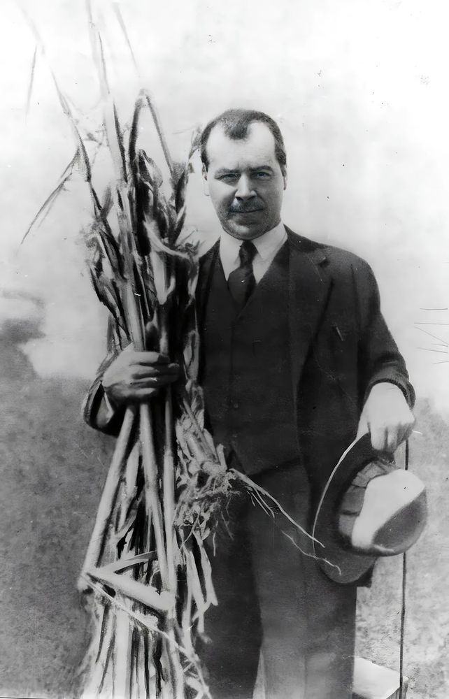 a black and white photograph of a white man in a suit, holding stalks of some plant, possibly corn or some sort of grain. Photo depicts Nikolai Vavilov (1887 - 1943)