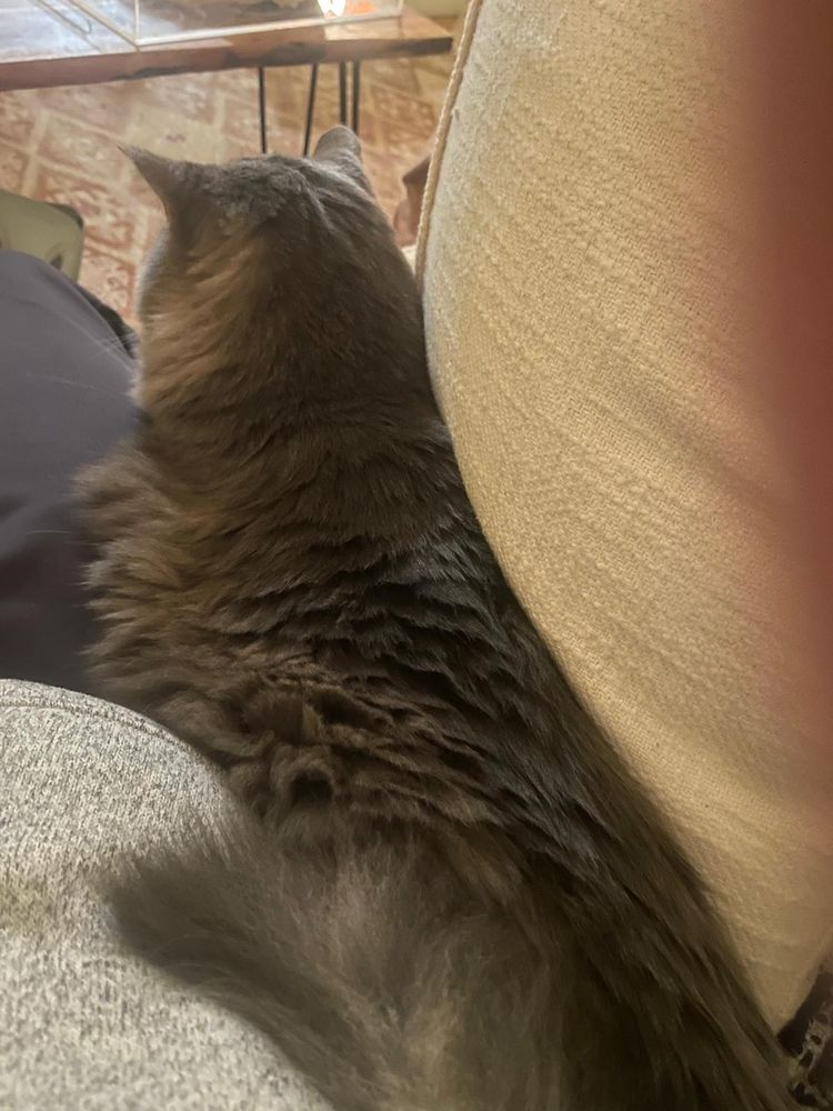 rear view of Jackie (grey longhaired cat) in self imposed tight spot between man's lap and throw pillow