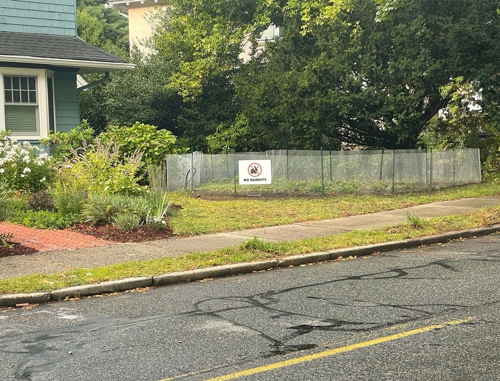 suburban front yard with heavily fenced in portion, and funny sign posted reading: "no rabbits" with a rabbit silhouette inside a crossed out circle.