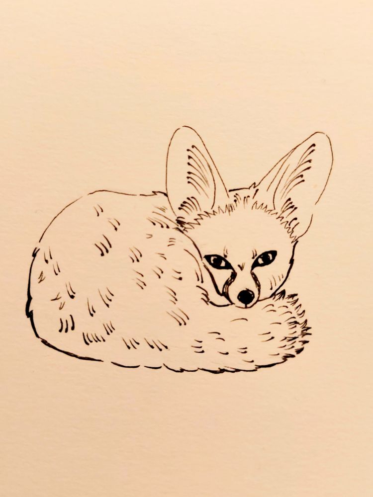 Dessin d'un petit fennec couché en boule avec la tête sur sa queue.