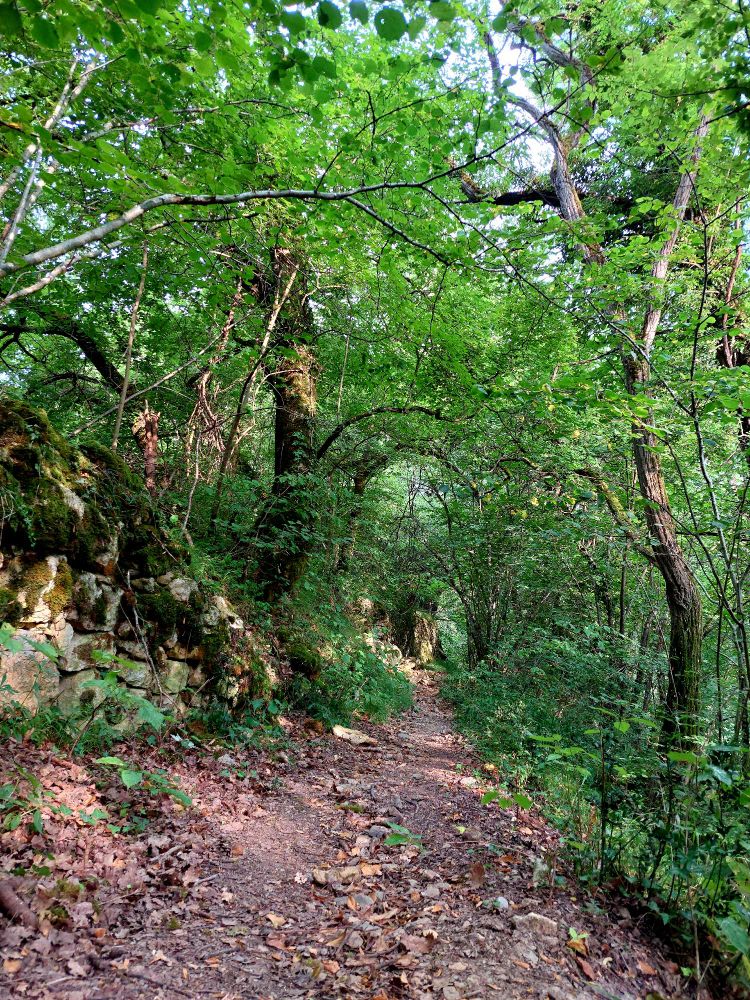 Picture of an old rocks beaten path through the mountains. With old mossy walls in ruins. And lush green trees. In the Pyrénées.