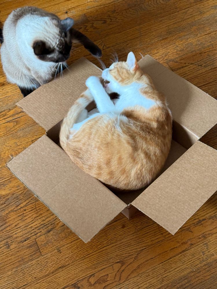 Two cute kitties fighting. One is orange and white the other one is a doofus Siamese