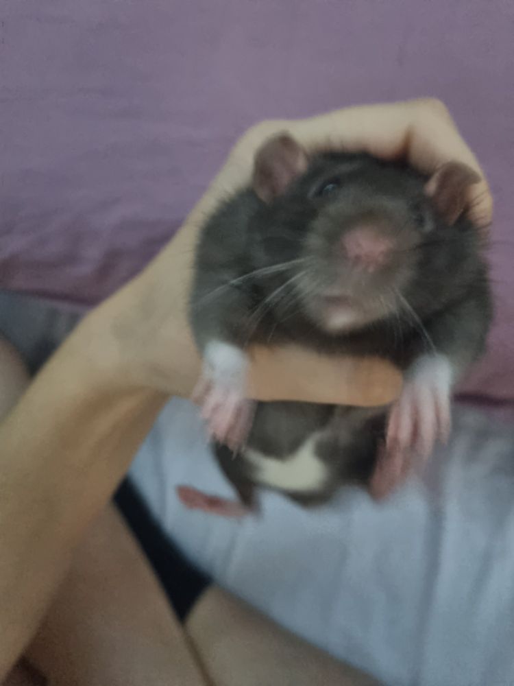 black rat with white belly being held by a hand