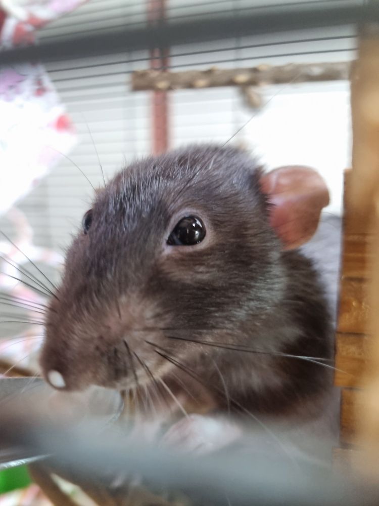 um rato preto olhando pra câmera com uma gota de iogurte na ponta do nariz