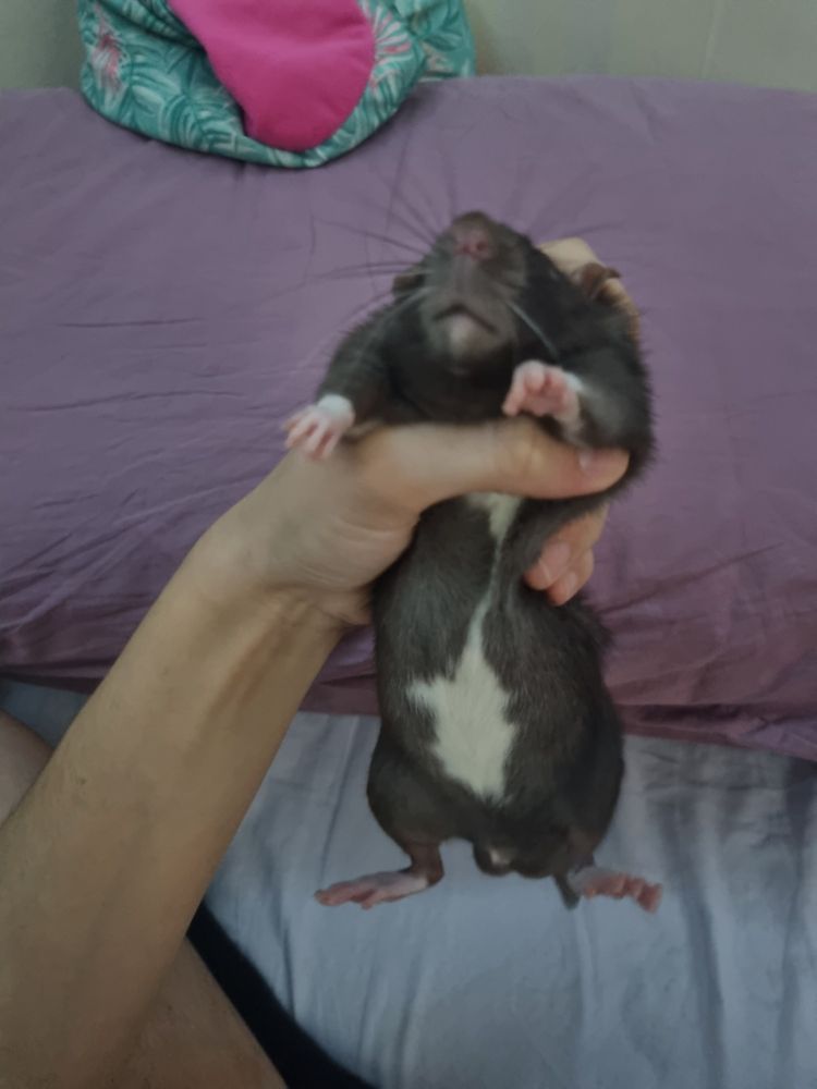 black rat with white belly being held by a hand