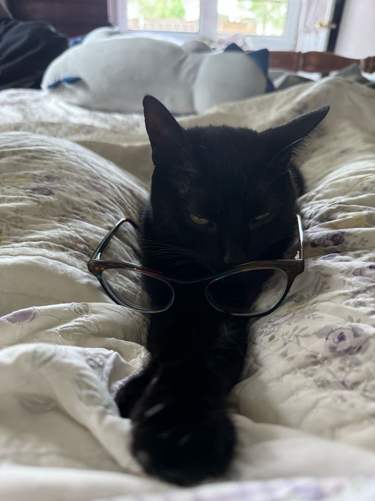 Black cat laying on bed with paws outstretched 
