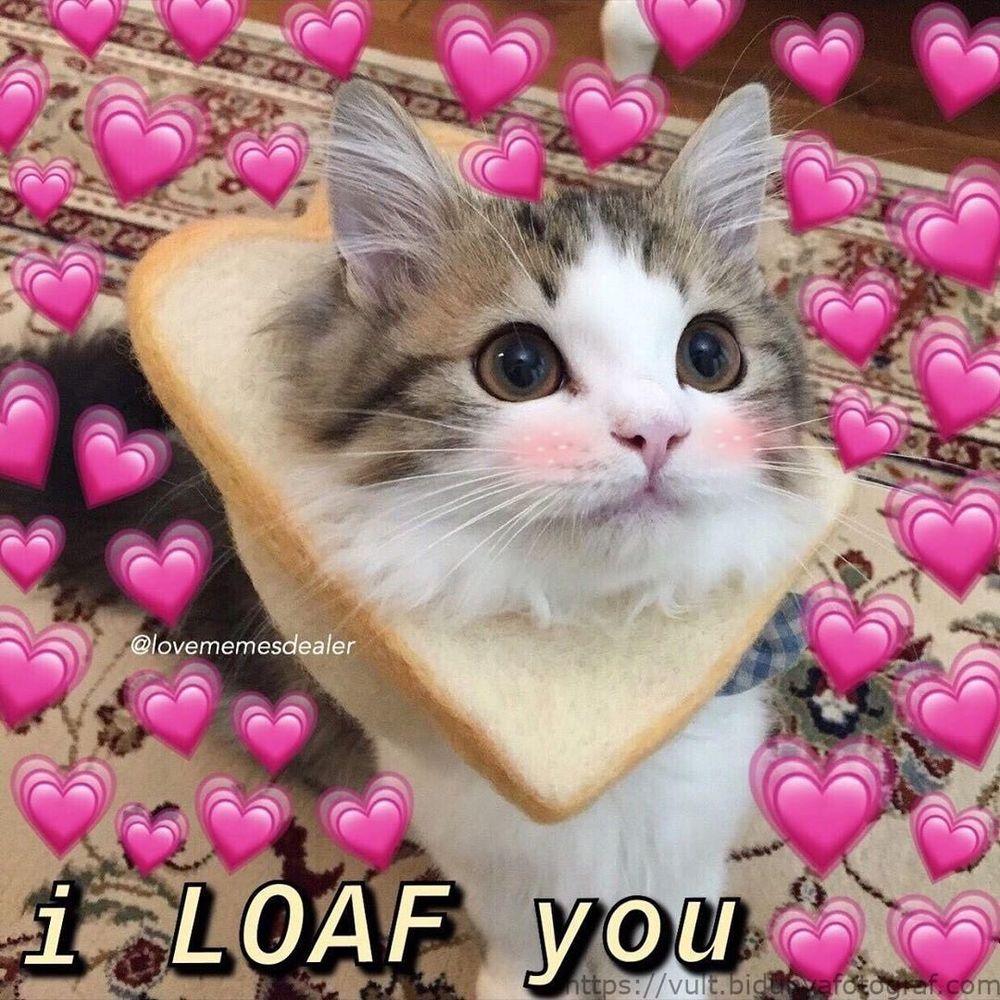 a photo of a kitten with a bread shaped collar and the caption "i LOAF you"