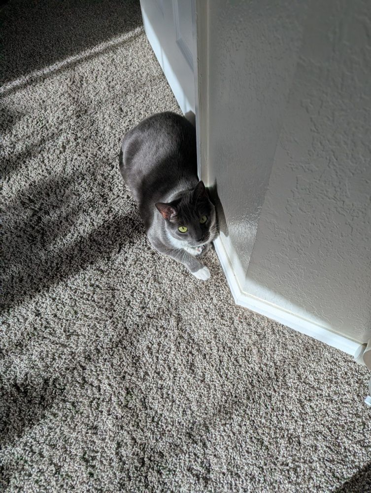 A grey and white tuxedo cat resting against a wall, enjoying a sunbeam 