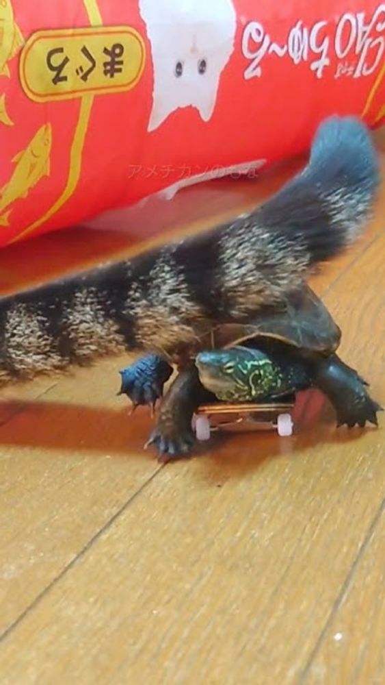 ラジコンじゃないよ【This is a real turtle, not a radio-controlled one.】