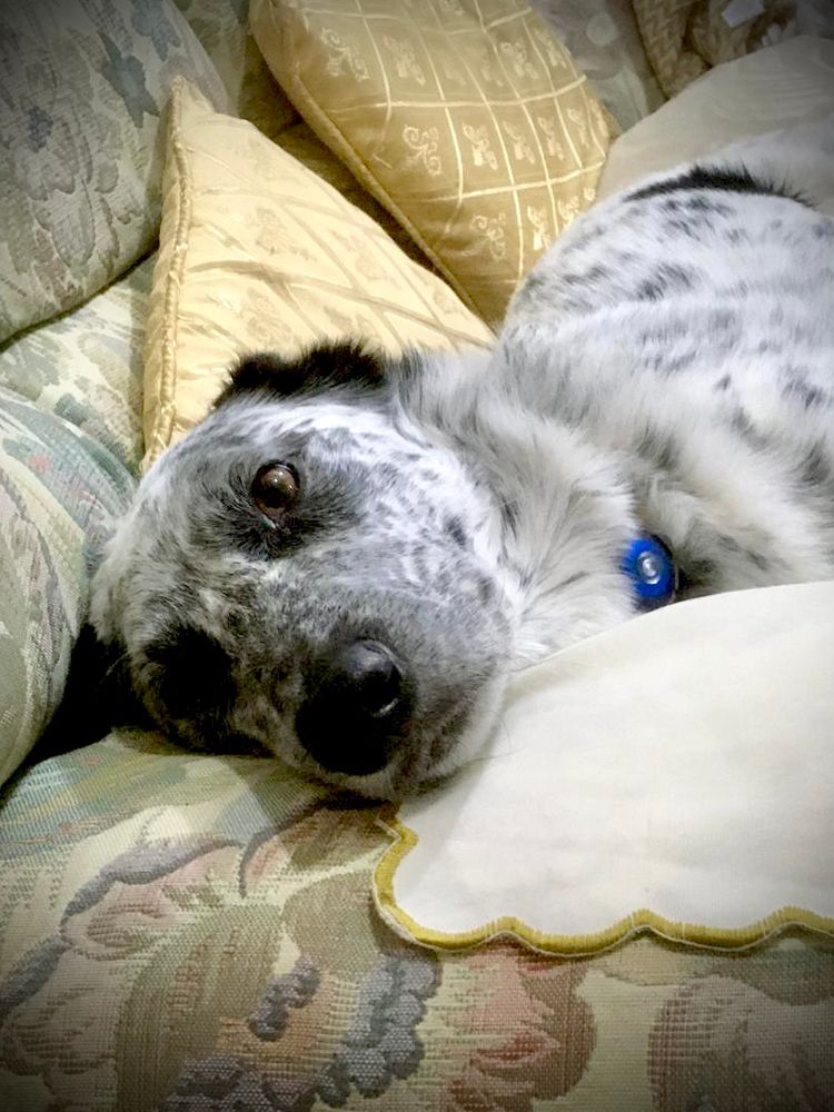 Dingo, lying soulfully on the couch, ready to provide inspiration. He’s mottled grey-and-white and Sal says he’s an Australian cattle dog, though I happen to know he comes from Wales. 