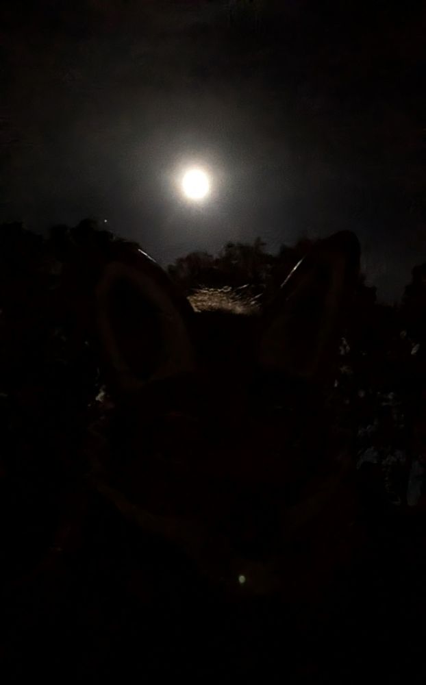 coyote under the full moon