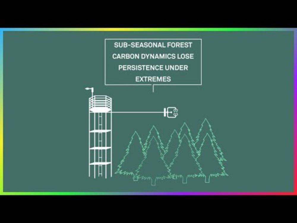 Sub-Seasonal Forest Carbon Dynamics Lose Persistence Under Extremes