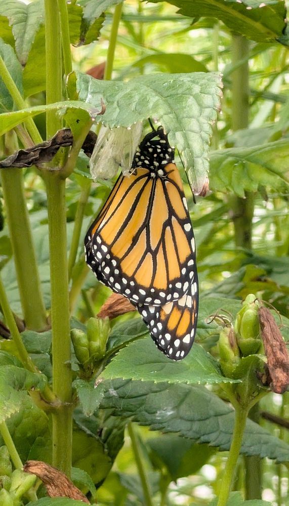 A monarch butterfly that has just emerged from its chrysalis. It is hanging upside down from a leaf next to it's chrysalis.