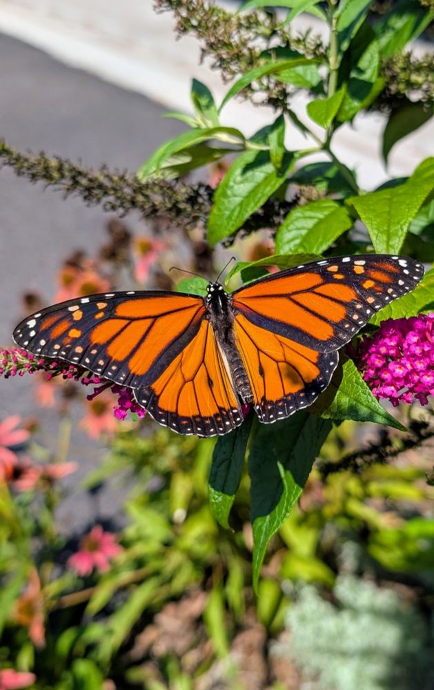 A Monarch butterfly on a pink butterfly bush with wings outstretched 