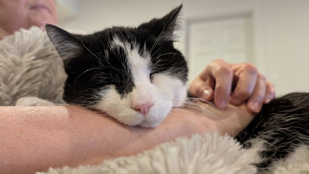Ping Pong the tuxedo cat sleeping in my partner's arms 