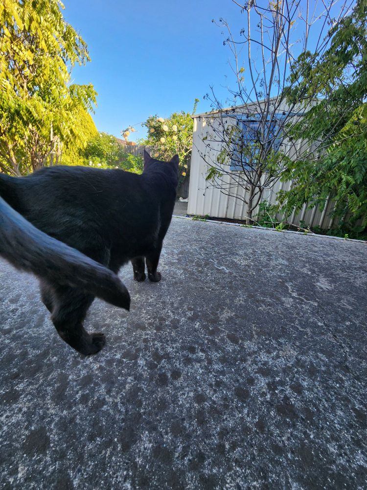 A black cat,tail close up like an action shot,standing in a driveway with trees and a shed in the background,the cat is facing away from the camera