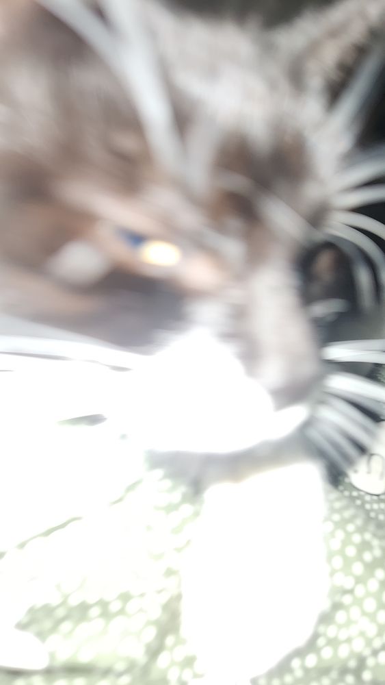 A picture of my tuxedo cat, the torch is on and it's very bright,she's squinting and side eyeing the camera, she's making biscuits 