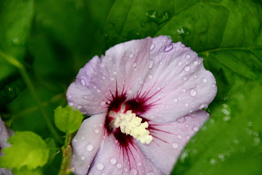 Hibiskusblüte 