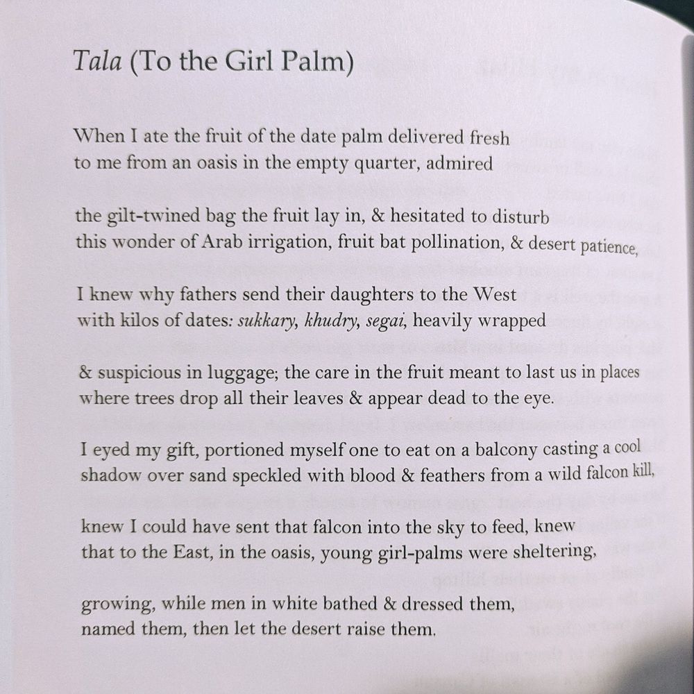 Tala (To the Girl Palm)

When I ate the fruit of the date palm delivered fresh
to me from an oasis in the empty quarter, admired

the gilt-twined bag the fruit lay in, & hesitated to disturb
this wonder of Arab irrigation, fruit bat pollination, & desert patience,

I knew why fathers send their daughters to the West
with kilos of dates: sukkary, khudry, segai, heavily wrapped

& suspicious in luggage; the care in the fruit meant to last us in places
where trees drop all their leaves & appear dead to the eye.

I eyed my gift, portioned myself one to eat on a balcony casting a cool
shadow over sand speckled with blood & feathers from a wild falcon kill,

knew I could have sent that falcon into the sky to feed, knew
that to the East, in the oasis, young girl-palms were sheltering,

growing, while men in white bathed & dressed them,
named them, then let the desert raise them.