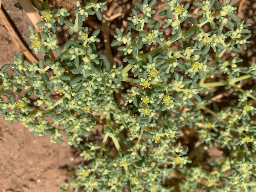Tetraena simplex (Zygophyllaceae)