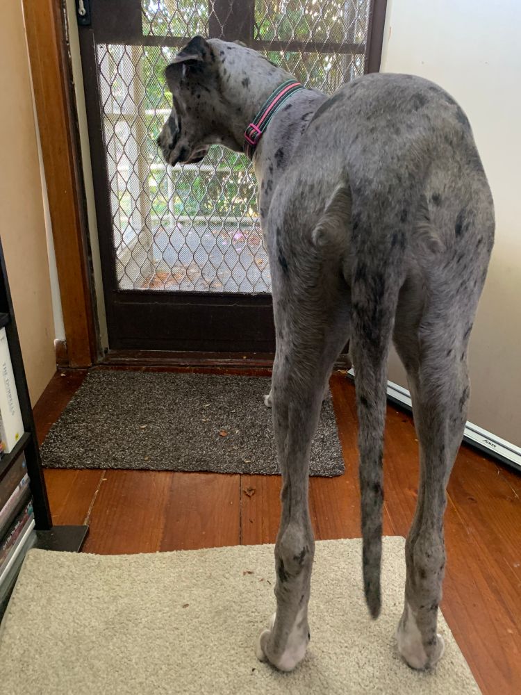 Great dane looking through a wire screen door 