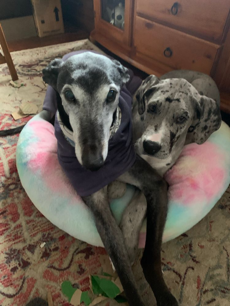 Elderly grethound and a young Great dane sharing a bed together