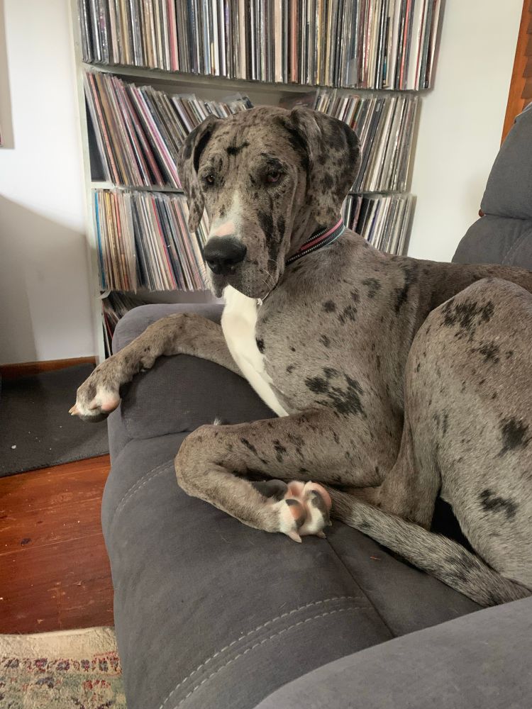 Seven month merle great dane sitting on a grey lounge chair