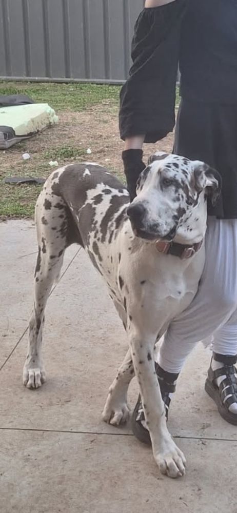 7 month old harlequin great dane standing on concrete leaning against soneones leg