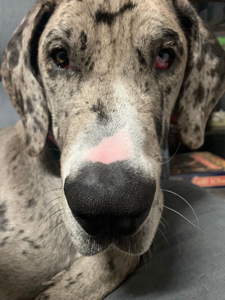 Sulking merle great dane pup looking into camera 