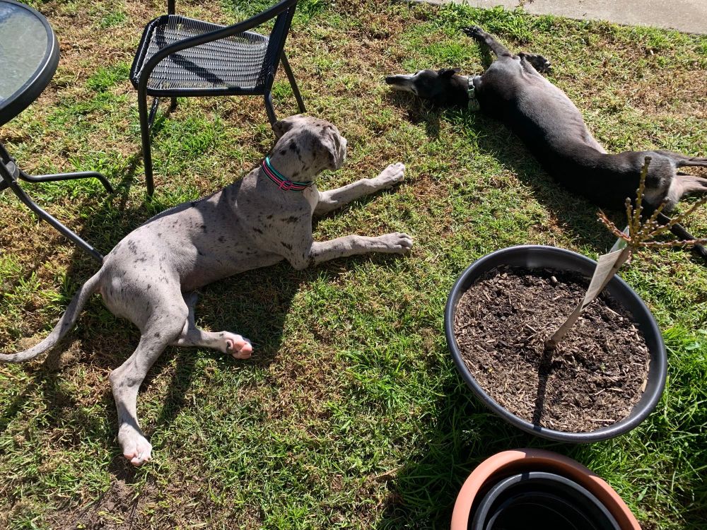 Elderly greyhound and great dane puppy looking up laying on the sun amongst garden furniture 