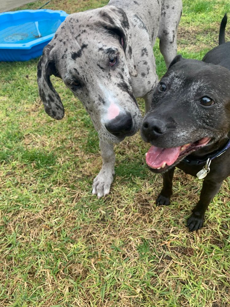 Great dane pup and an elderly labxstaffy