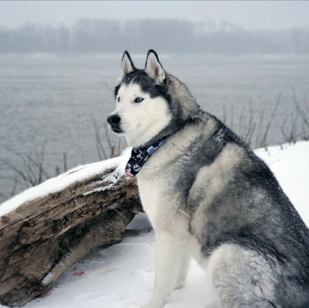 Husky dog sitting on a snowy riverfront wearing a Star Wars bandana