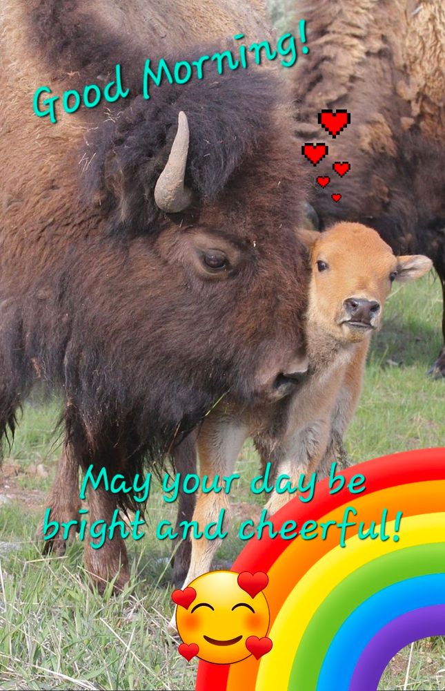 A bison calf wishing you a wonderful day with his mother. Caption reads "Good Morning! May your day be bright and cheerful!"