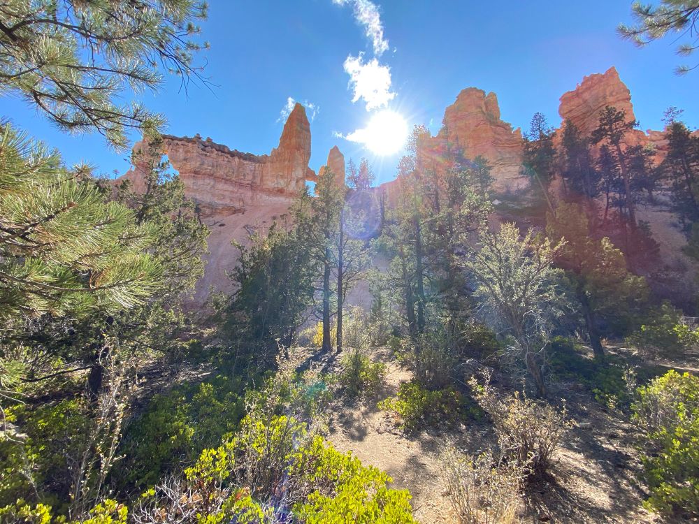 Standing among desert trees and shrubs looking up at hoodoos in Bryce Canyon National Park