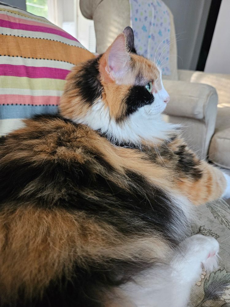 A fluffy calico watching television. She likes cartoons.