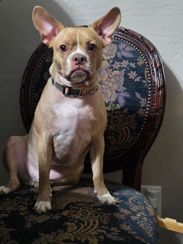 Tan chihuahua pit mix sitting in regal blue chair