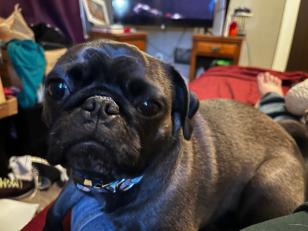 Black shiny pug with a judgmental look