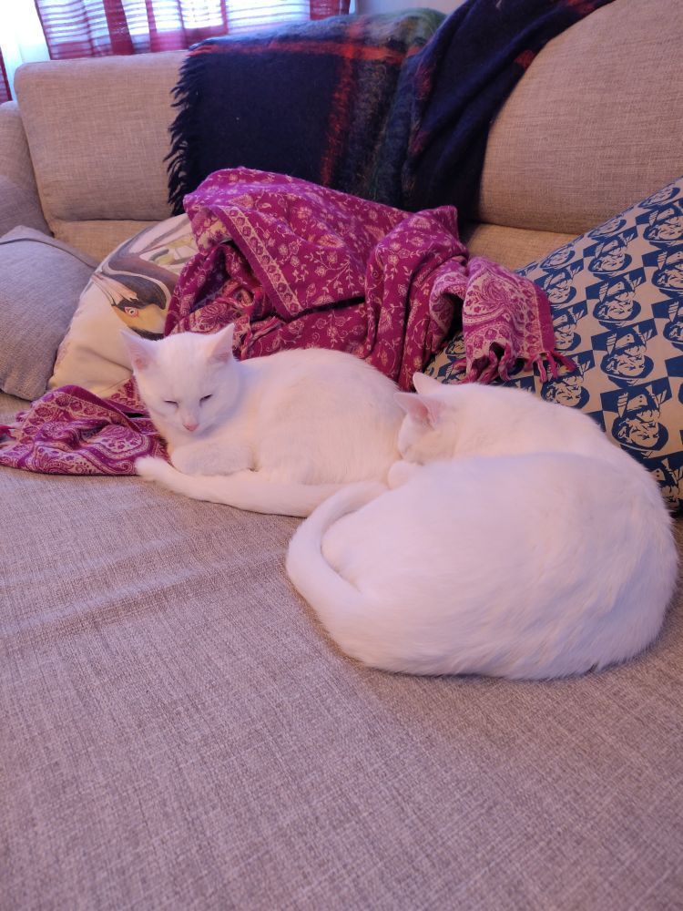 Two white kittens curled up on the sofa, not caring at all about greenhouses or sweaty clothes.