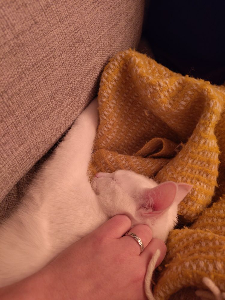 The same kitten as the previous image, now the right way up and being petted by a hand wearing a silver ring.