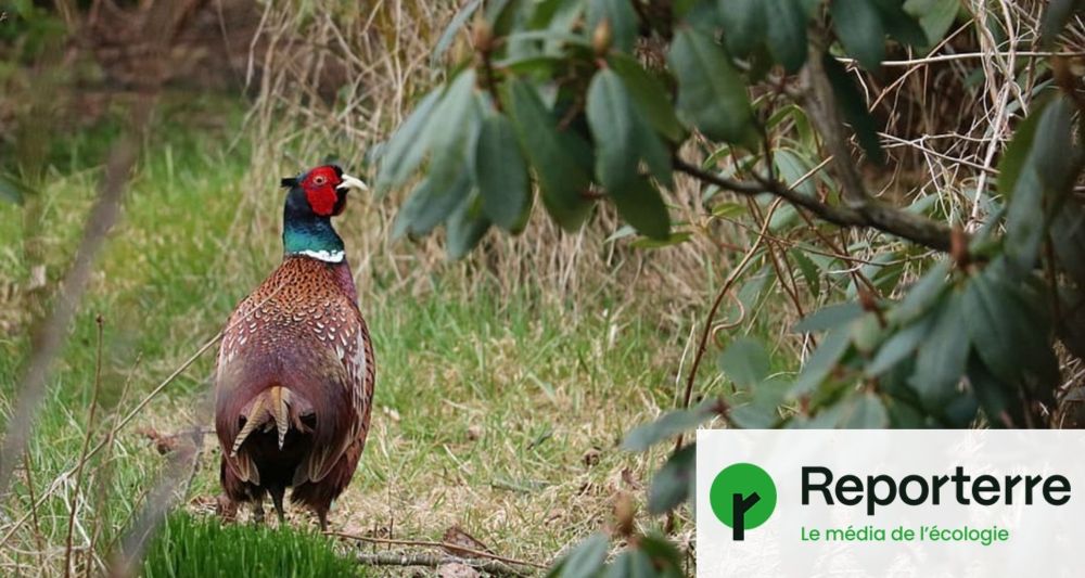 À Rambouillet, des faisans massacrés pour le plaisir des riches