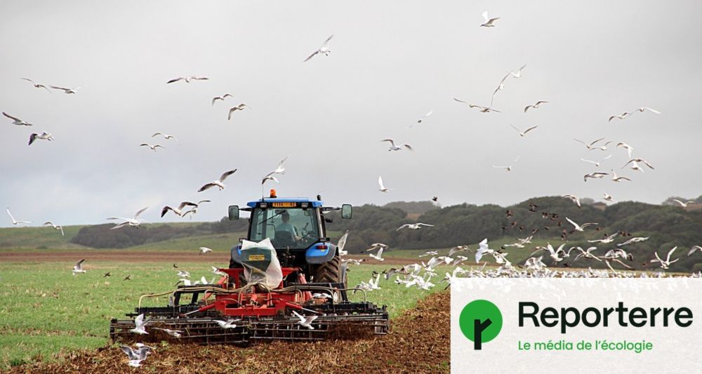 L’agriculture intensive, première responsable du déclin des oiseaux