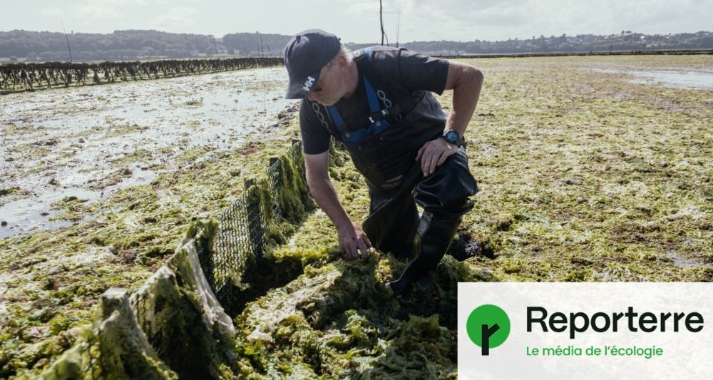 « Du jamais vu » : les algues vertes étouffent les huîtres de la baie de Morlaix